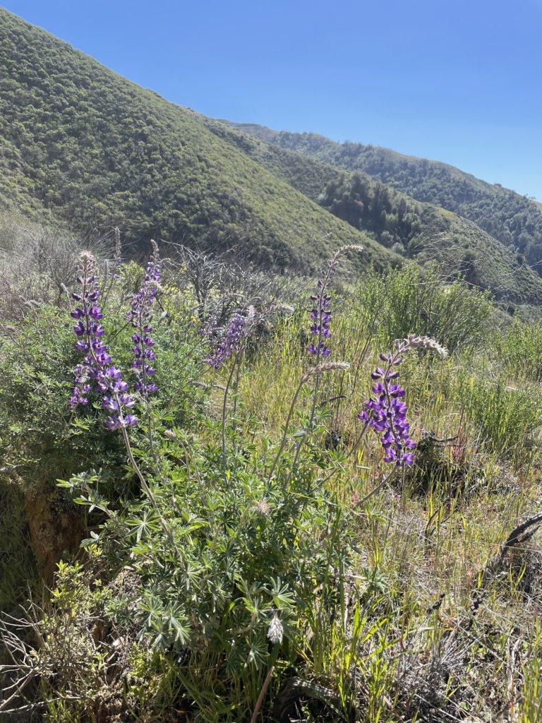 Big Sur California